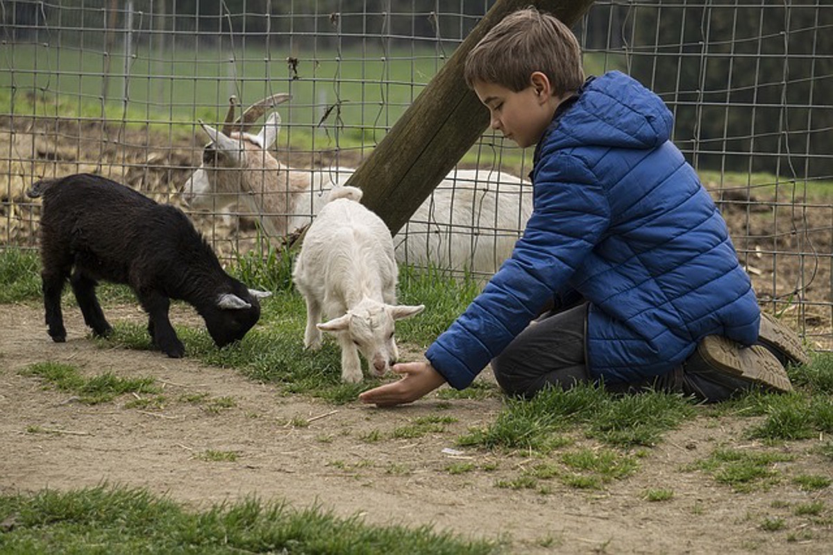boy feeding goat