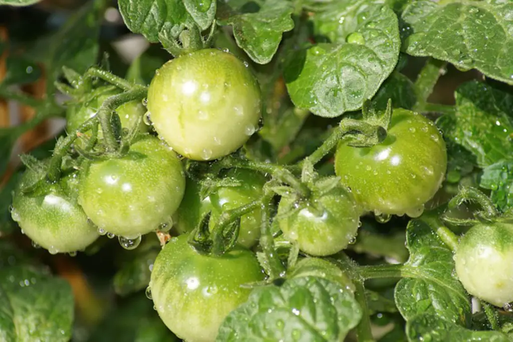 Green cherry tomatoes growing on the tomato plant
