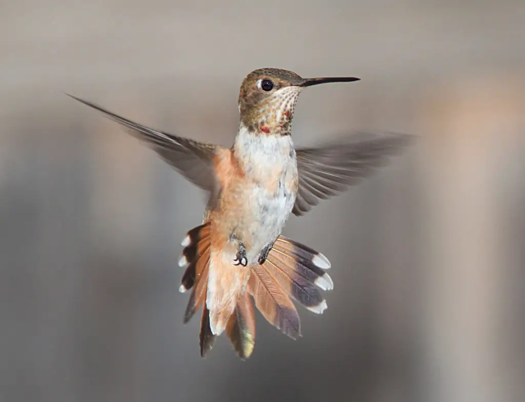 Female hummingbird in flight