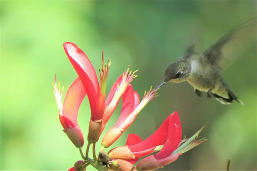 Hummingbird feeding on flower