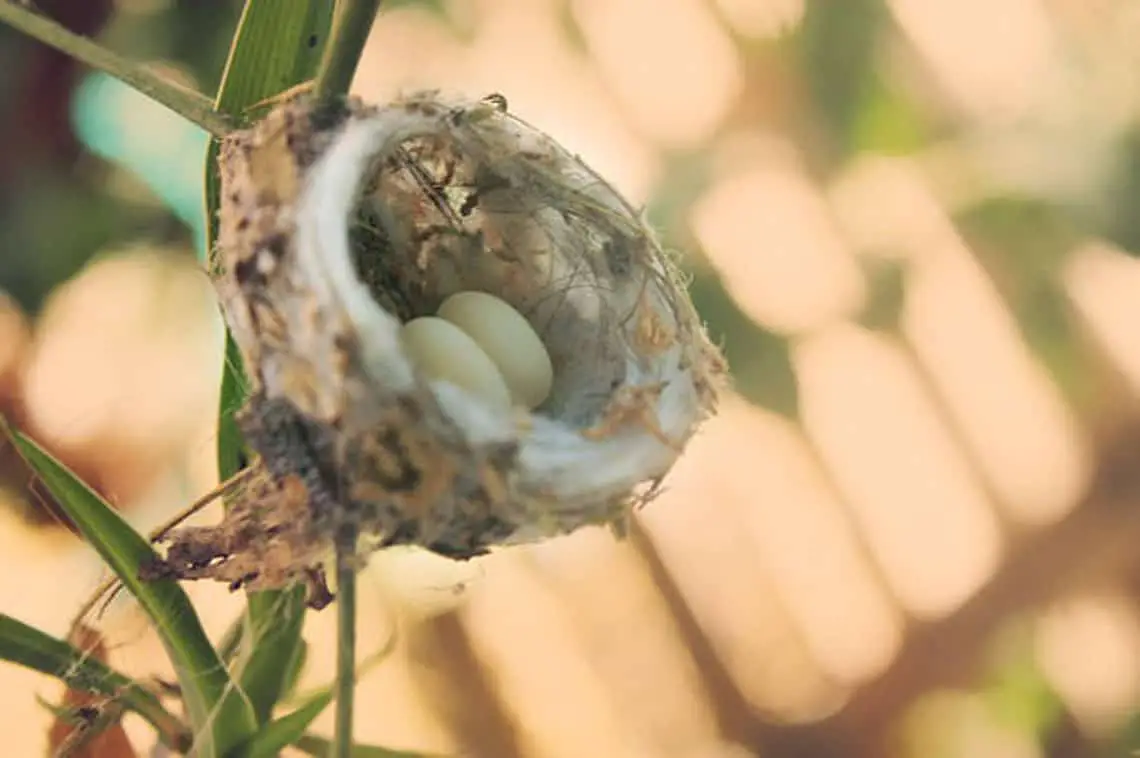 hummingbird nest with two tiny eggs