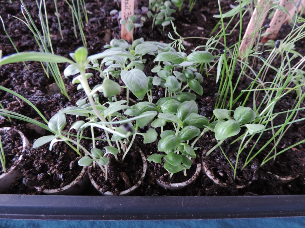 seedlings in pvc plugs