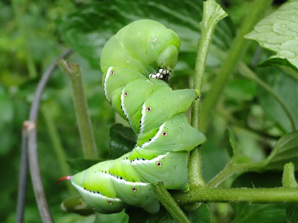 Tobacco hornworm, recognized by its white stripes with black dots and red tail