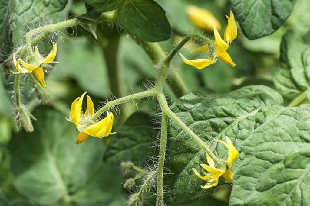yellow tomato flower blossoms