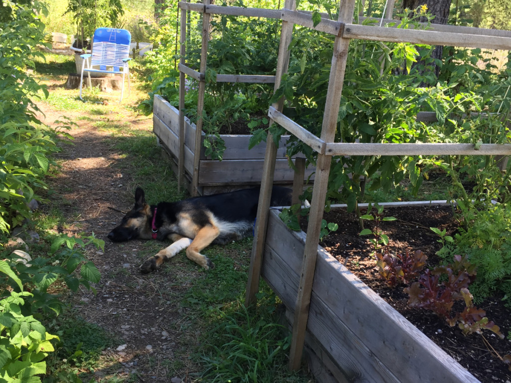 trellis planters and dog