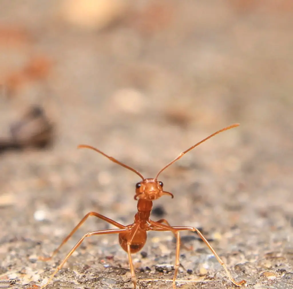 a red ant
