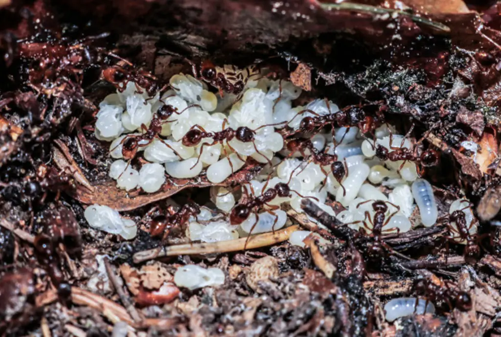 ants tending eggs in the nest