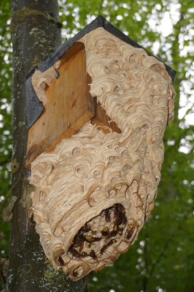 large hornet nest
