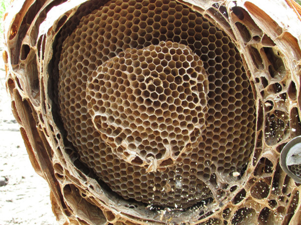 inside hornet nest
