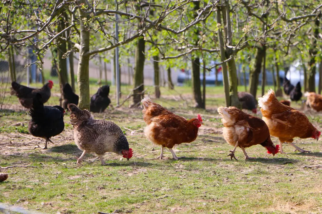 do-free-range-chickens-lay-fewer-eggs-country-homestead-living